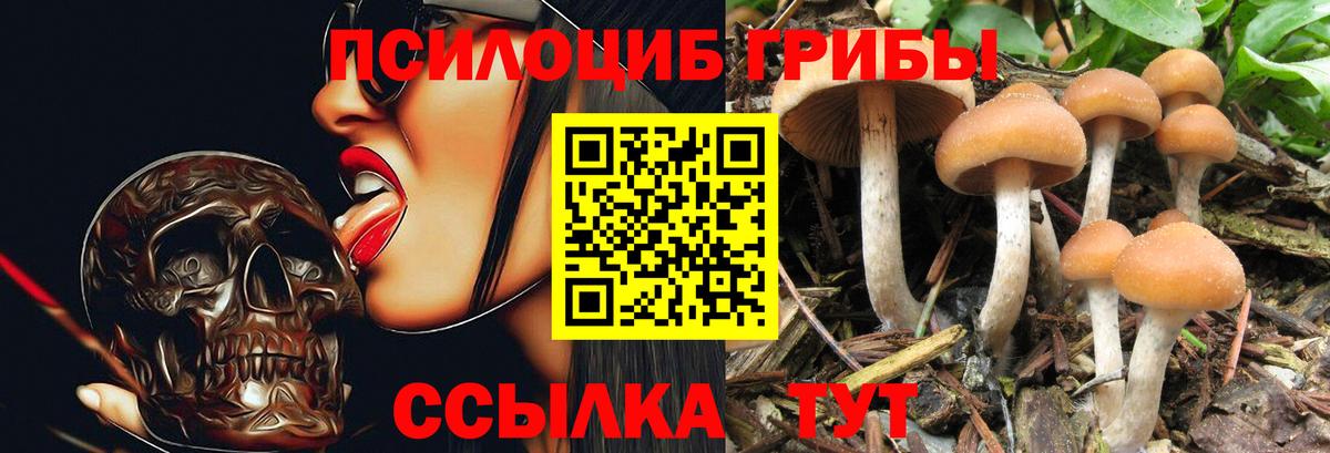 сколько стоит  Вход с VPN  Черняховск  Галлюциногенные грибы Psilocybine cubensis 
